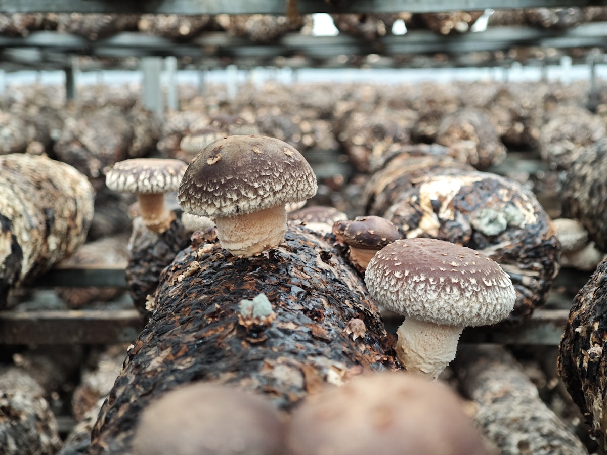 Cultivo de shiitake em escala, com muitos blocos de substrato em prateleiras